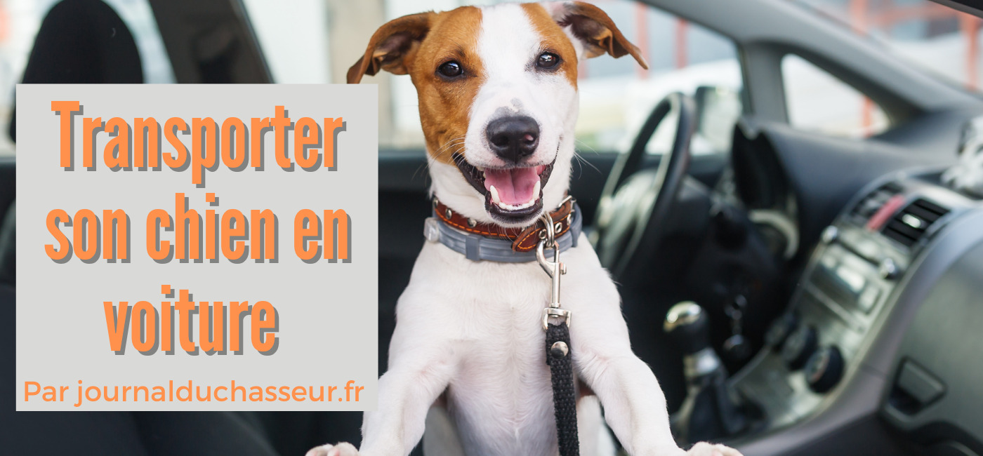 Transport chien voiture : nos accessoires de sécurité au Meilleur Prix !