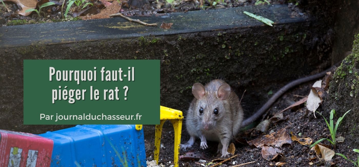 Pourquoi faut-il piéger le rat ? – Journal du chasseur